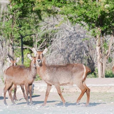 הוילה נמוטוני Emanya@Etosha מראה חיצוני תמונה